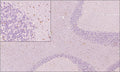 Sagittal section of formalin fixed, paraffin-embedded rat brain showing nuclear staining of OLIG2 positive cells within the white matter of cerebellum as expected. Inset (top left) shows higher magnification. Sections were stained with AvesLabs chicken anti-OLIG2 antibody at 1:1,000 dilution and detected with anti-chicken HRP.