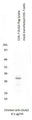 COS-7 cells were transfected with OLIG2-flag cDNA or mock transfected for 48 hours and lysed. Equal amounts of cell lysates were separated by SDS-PAGE and immunoblotted with chicken anti-OLIG2. AvesLabs Chicken anti-OLIG2 antibody recognizes OLIG2 protein but does not show any reactivity in the mock transfected COS-7 lysate.