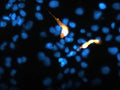 Immunofluorescence of TREM2-FLAG transfected COS-7 cells using chicken α-TREM2 (green) and mouse α-flag tag (red). Yellow/orange staining shows 100% correspondence between the two antibodies for recognition of transfected cells. Blue staining is DAPI and stains nuclei of both transfected and untransfected cells.