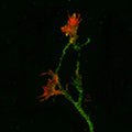 Mouse cortical neurons in culture. The green staining is APP-immunoreactivity, using fluorescein-labeled goat anti-chicken IgY (Product No. F-1005, Aves Labs) and rhodamine-labeled phalloidin as a counterstain. Note the APP-staining of the neurites and growth cones, and the phalloidin-staining limited to the distal growth cones and filapodia. Photomicrograph courtesy of Dr. Philip Copenhaver (OHSU).