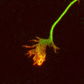 Mouse cortical neurons in culture. The green staining is APP-immunoreactivity, using fluorescein-labeled goat anti-chicken IgY (Product No. F-1005, Aves Labs) and rhodamine-labeled phalloidin as a counterstain. Note the APP-staining of the neurites and growth cones, and the phalloidin-staining limited to the distal growth cones and filapodia. Photomicrograph courtesy of Dr. Philip Copenhaver (OHSU).
