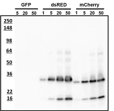 Western blotting of recombinant fluorescent proteins with AvesLabs Chicken anti- mCherry antibody. The indicated (nanogram) amounts of each purified recombinant fluorescent protein was loaded on a gel and analyzed by Western blotting. AvesLabs Chicken anti-mCherry antibody recognizes ng amounts of mCherry protein and the related dsRED protein but does not show any reactivity with GFP.