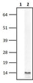 Rat brain lysate was probed with no primary antibody as a control (Lane 1) or with a 1:2,500 dilution of Chicken anti-SNCA IgY (Lane 2).