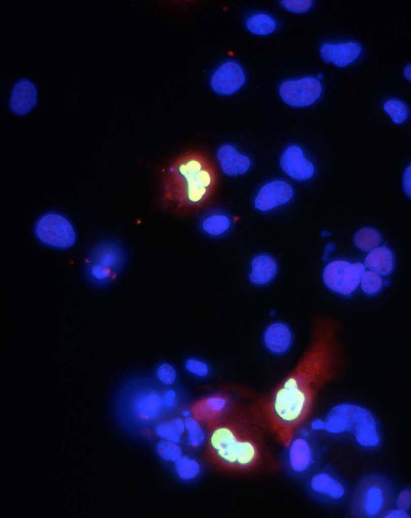 Transfected cell immunofluorescence: COS-1 cells expressing myc-tagged human Co-Rest. Red= K72/8, Green=anti-myc, Blue=DAPI.