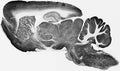 Adult rat brain immunohistochemistry.