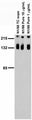 Adult rat brain membrane immunoblot.