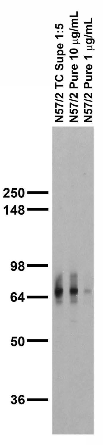 Adult rat brain membrane immunoblot.