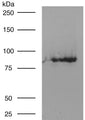 Crude lysate of 7-day old zebrafish larvae immunoblot.
