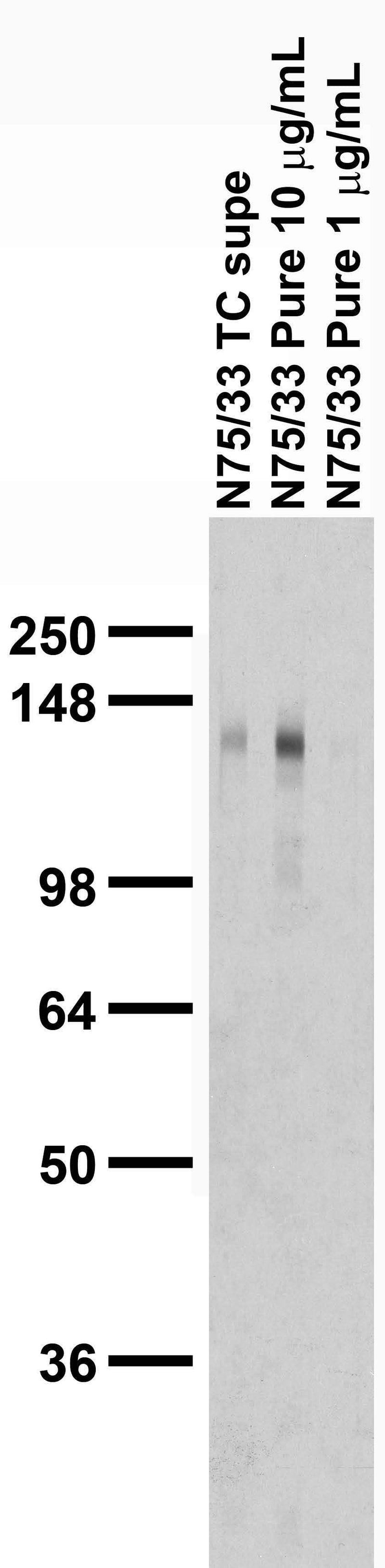 Adult rat brain membrane immunoblot.