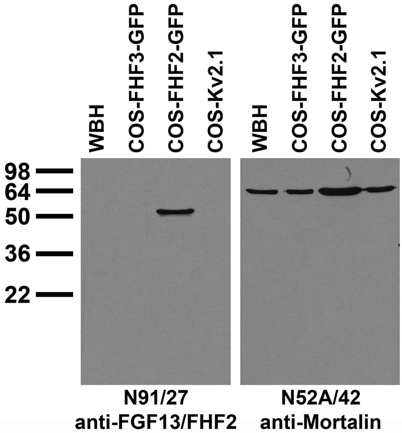 Transfected cell immunoblot: extracts of whole rat brain homogenate (WBH) and COS cells transfected with GFP-tagged FGF11/FHF3 and FGF13/FHF2 and untagged Kv2.1 plasmids and probed with N91/27 (left) and N52A/42 (right) TC supe.