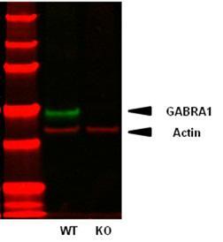 Immunoblot of adult mouse membranes from wild-type (WT) and GABA-A-R-Alpha1 knockout (KO) mice probed with N95/35 (green) and anti-actin polyclonal (red). Image courtesy of Dominique Arion, Kelly Rogers and David Lewis (University of Pittsburgh).