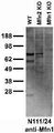 Immunoblot versus crude cardiac mitochondrial preps from WT, Mfn2 KO Mfn1 KO mice and probed with N111/24 TC supe. Samples courtesy of Dr. Suzanne Hoppins, Dr. Laura Lackner and Dr. Jodi Nunnari, UCDavis.