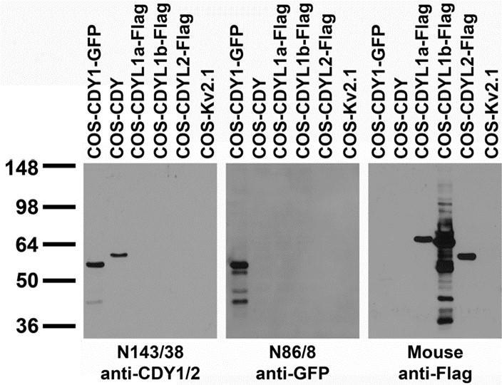 Transfected cell immunoblot: extracts of COS cells transiently transfected with GFP-tagged CDY1, HA- and Flag- tagged CDYL1 and CDYL2 and untagged Kv2.1 plasmids and probed with N143/38 (left panel), anti-Flag (middle panel) and K89/34 (right panel) TC supe.
