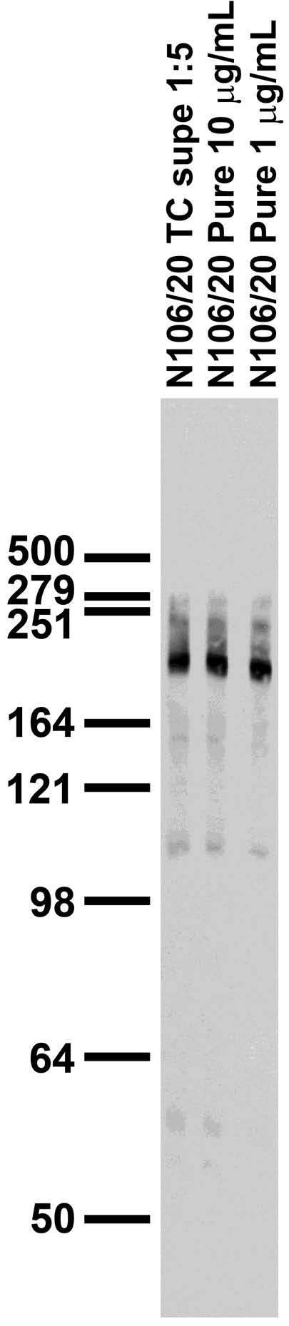 Anti-Ankyrin-G (Blotting) Antibody (N106/20) | 75-187 Anti-Ankyrin-G (Blotting) Antibody (N106/20) | 75-187