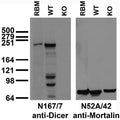Immunoblot versus adult rat brain membranes (RBM) and extracts of embryonic stem (ES) cells from wild-type (WT) and Dicer knockout (KO) mice probed with N167/7 (left) and N52A/42 (right, loading control) TC supe. Mouse ES cell samples courtesy of Chryssa Kanellopoulou and David Livingston, Harvard.