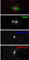 Adult rat sciatic nerve immuno-fluorescence staining: paranodes labeled with Caspr (green) surround nodes of Ranvier labeled with Beta-IV spectrin (blue) and N168/6 (red). Images courtesy of Shelly Buffington and Matt Rasband (Baylor College of Medicine).