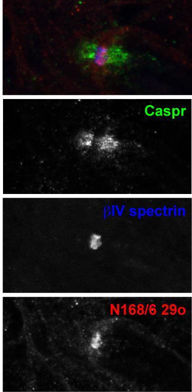 Adult rat sciatic nerve immuno-fluorescence staining: paranodes labeled with Caspr (green) surround nodes of Ranvier labeled with Beta-IV spectrin (blue) and N168/6 (red). Images courtesy of Shelly Buffington and Matt Rasband (Baylor College of Medicine).
