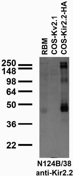 Adult rat brain membrane (RBM) and transfected cell immunoblot: extracts of RBM and COS cells transiently transfected with HA-tagged Kir2.2 or untagged Kv2.1 plasmids and probed with N124B/38 TC supe.
