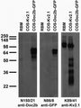 Adult rat brain membrane (RBM) and transfected cell immunoblot: extracts of RBM and COS cells transiently transfected with GFP-tagged Doc2b or untagged Kv2.1 plasmids and probed with N150/21 (left), N86/8 (middle) and K89/41 (right).