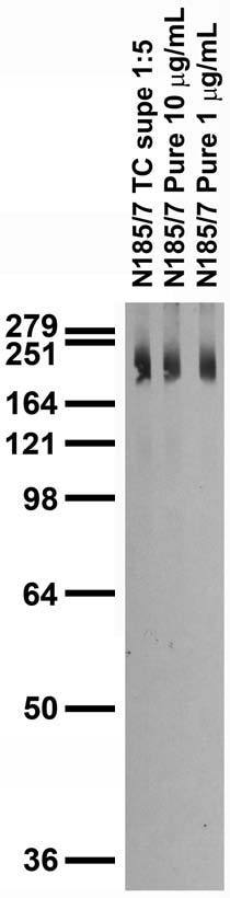 Adult rat brain membrane immunoblot.