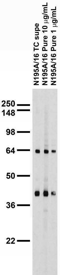 Adult rat brain membrane immunoblot.
