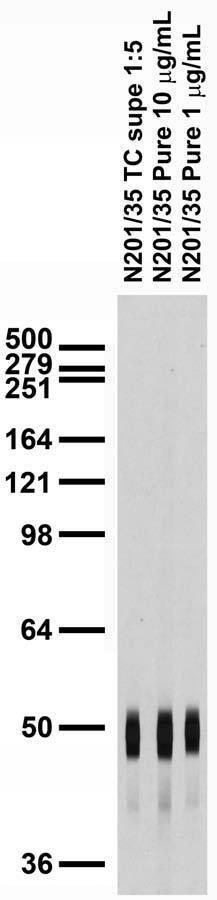 Adult rat brain membrane immunoblot.