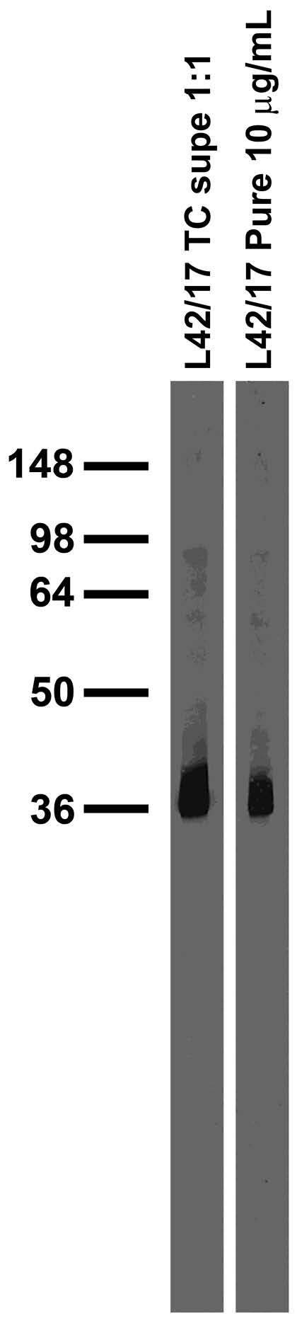 Adult rat brain membrane immunoblot.