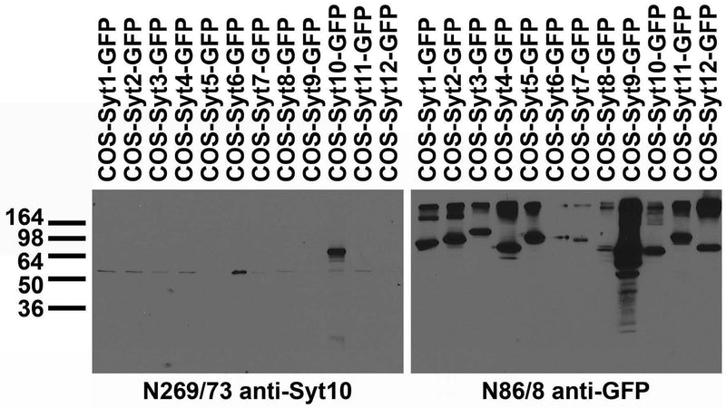 Transfected cell immunoblot: extracts of COS cells transiently transfected with GFP-tagged Synaptotagmin plasmid and probed with N269/73 (left) and N86/8 (right) TC supe.