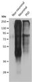 Immunoblot versus homogenates from adult zebrafish muscle (Non- neuronal), brain (Neuronal) and purified brain postsynaptic densities (PSD) probed with N286/74 TC supe. Image courtesy of Philip Washbourne (University of Oregon).