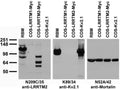 Immunoblot against crude brain membrane preparations from adult rat (RBM) or extracts of COS cells transiently transfected with Myc- tagged LRRTM1, LRRTM2 or untagged Kv2.1 plasmid probed with N209C/35 (left), K89/34 (middle) or N52A/42 (right) TC supe.