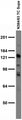 Adult rat brain membrane immunoblot.