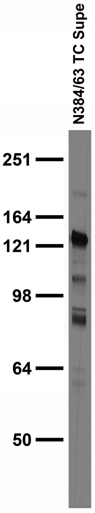Adult rat brain membrane immunoblot.