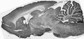 Adult rat brain immunohistochemistry.
