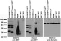 Immunoblot against crude extracts of COS cells transiently transfected with GFP-tagged MFF, MFFDexon1 or untagged Kv2.1 plasmid, adult rat brain membranes (RBM) or MFF wild-type (WT) or knockout (KO) mouse embryonic fibroblast cells probed with N382/14 TC supe (left), rabbit polyclonal (middle) or N52A/42 TC supe (right). Mouse cell samples courtesy of Jodi Nunnari (UC Davis.