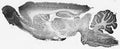 Adult rat brain immunohistochemistry.