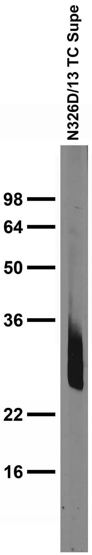 Adult rat brain membrane immunoblot.