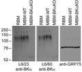Immunoblot against crude membranes from adult rat brain (RBM), wild-type (MBM-WT) and BKAlpha knockout (MBM- BKaKO) mouse brains probed with L6/23 (left), L6/60 (middle) or N52A/42 (right) TC supe. Reproduced from PLoS One (2010 Wersinger et al, PMID 21079807).