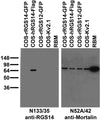 Immunoblot against crude rat brain membrane fractions (RBM) and extracts of COS cells transiently transfected with GFP-tagged rat RGS14 (rRGS14), Flag-tagged human RGS14 (hRGS14), GFP-tagged rat RGS12 (rRGS12) or untagged Kv2.1 plasmid probed with N133/35 (left) or N52A/42 (right) TC supe.