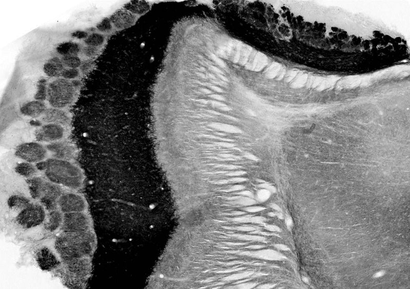 Adult rat olfactory bulb immunohistochemistry.