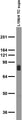 Adult rat brain membrane immunoblot.