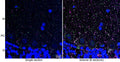 Array tomography immunofluorescence of a single 70 nm section (left) and volume reconstruction of 8 serial sections (right) of LRWhite-embedded adult mouse cerebellum with L118/66 (VGAT, green), rabbit mAb GAD2 (Cell Signaling 5843, magenta) and DAPI (blue). Purkinje cells (PC) have a low level of VGAT immunoreactivity, and numerous inhibitory synaptic varicosities in molecular (M) and granule (G) layers are colabeled with VGAT and GAD2. Images courtesy of Kristina Micheva (Stanford).