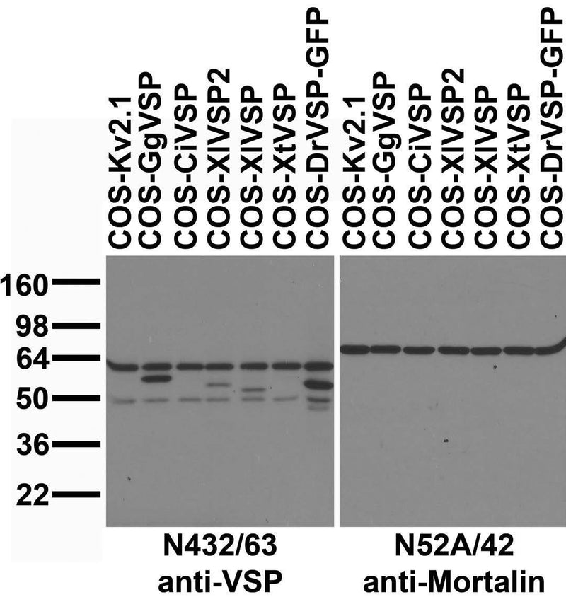 Immunoblot against extracts of COS cells transiently transfected with GFP-tagged zebrafish VSP (DrVSP) or untagged Xenopus (XtVSP, XlVSP and XlVSP2), sea squirt (CiVSP), chicken VSP (GgVSP) or Kv2.1 plasmid probed with N432/63 (left) or N52A/42 (right) TC supe.