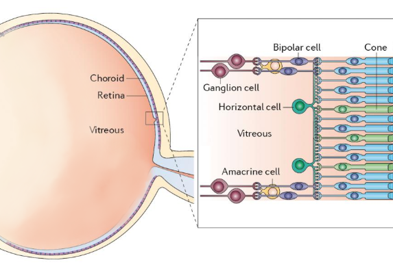 FLIVO & FLICA related to Eye Disease Series 4