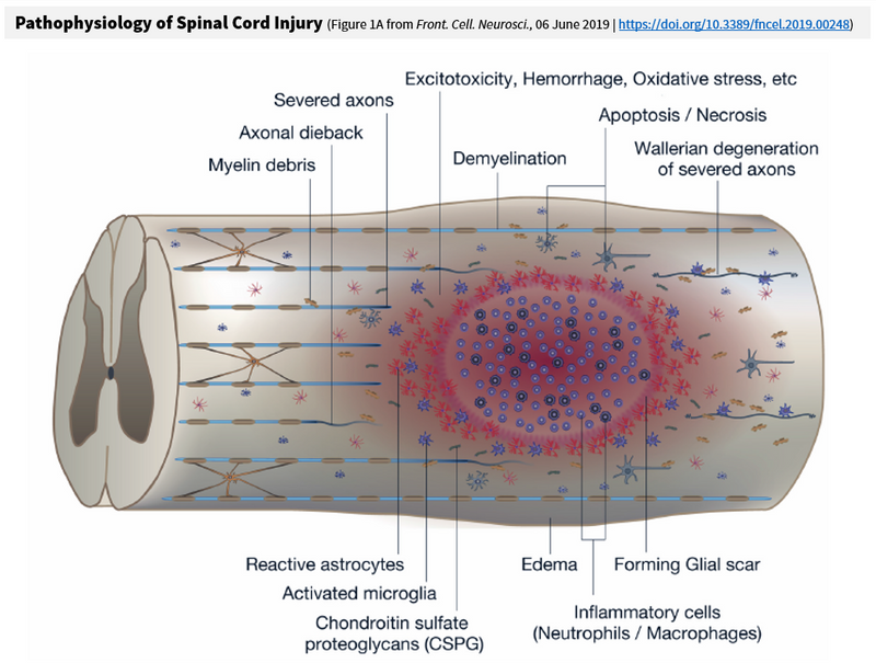 Spinal Cord Research