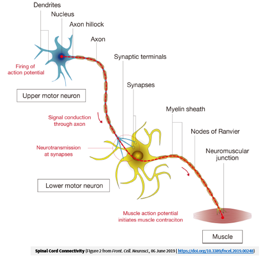 Neurobiology Methods: Monitor in vitro, in vivo, ex vivo