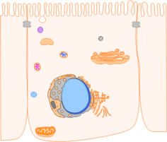 Lysosome Function, Cathepsin Activity, and Cell Viability Techniques