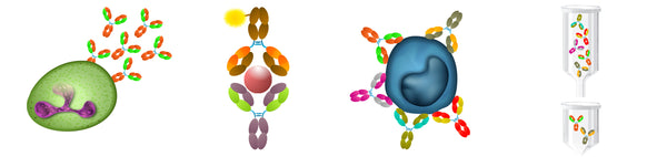 Custom antibody services