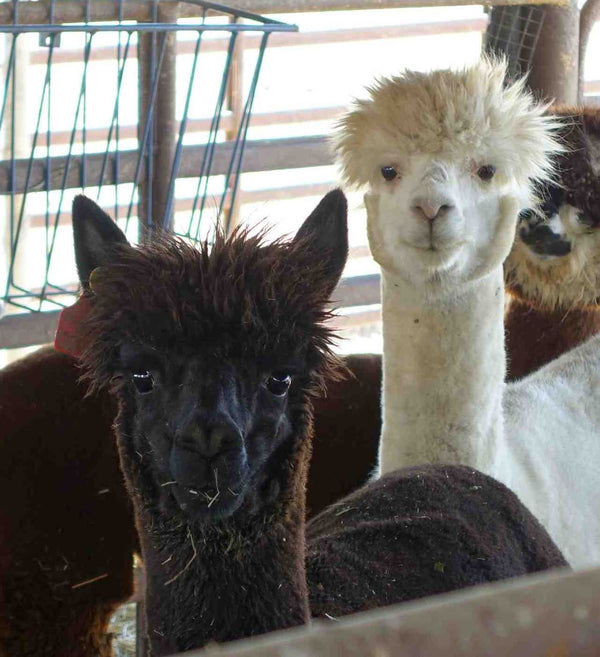 Alpaca-derived nanobodies as part of the antibody ‘toolbox’