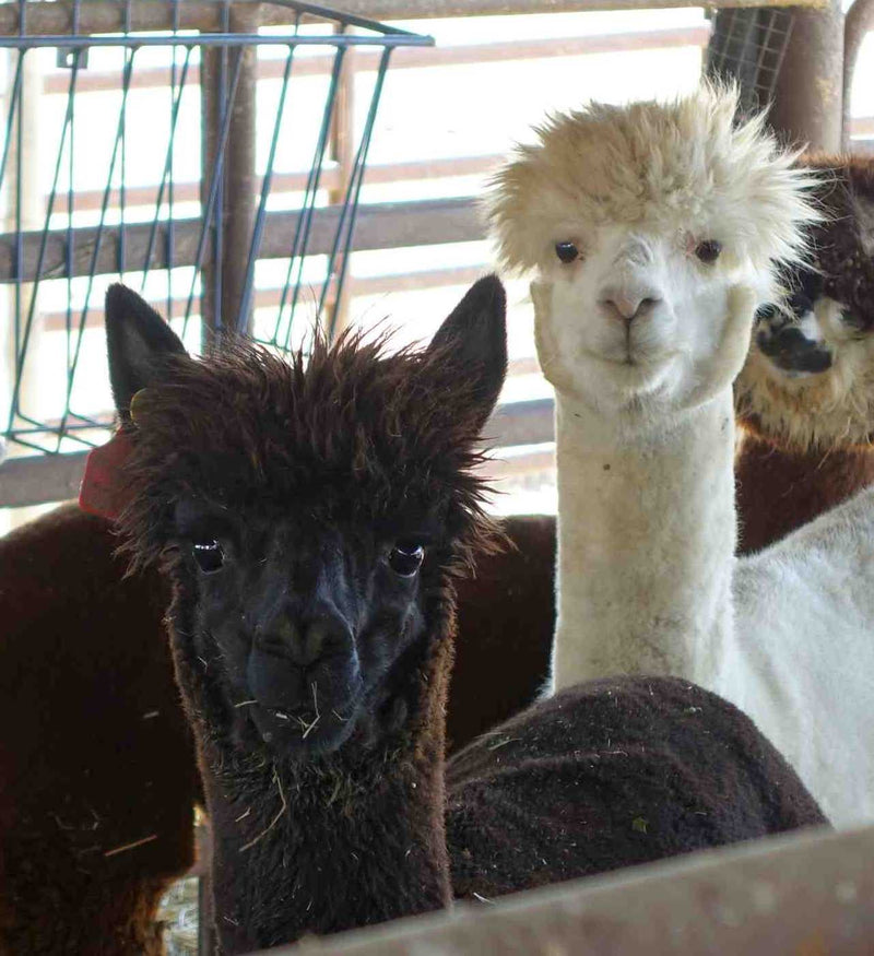 Alpaca-derived nanobodies as part of the antibody ‘toolbox’