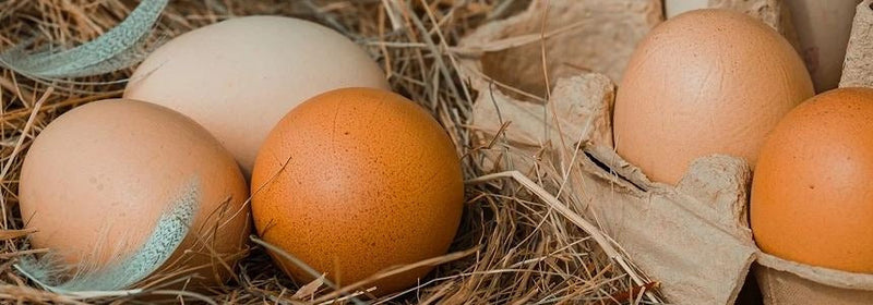 Advantages of the Chicken IgY Antibody